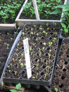 Intercropping Vegetables in Late Spring and Early Summer, aka ‘Relay Planting’ Image